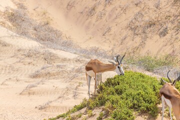 Picture of a group of springboks with horns in on a sand dune in Namib desert in Namibia
