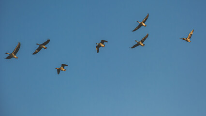 A flock of wild geese flying against the blue sky