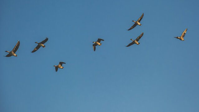 A flock of wild geese flying against the blue sky
