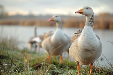 Obraz premium Two elegant Greylag geese stand gracefully by the water's edge, showcasing their textured feathers and serene posture in a natural setting