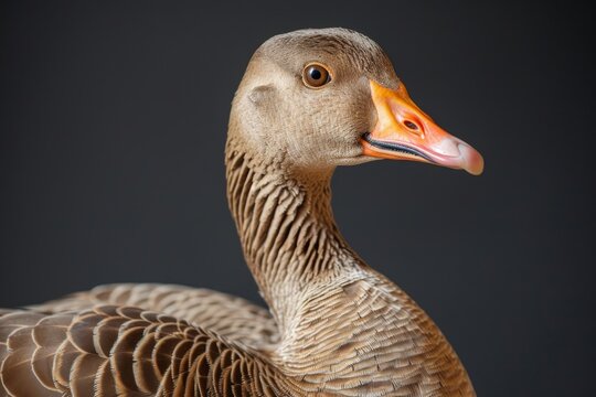 Striking profile portrait of a greylag goose exhibiting the intricate feather patterns and bright orange beak