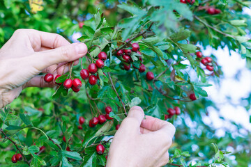 Woman picking ripe hawthorn into basket in garden, ripe hawthorn growing and hand picking it in green leaves background, hawthorn as medicinal plant concept
