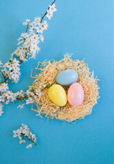 Colored easter eggs in a nest of straw and white flowering tree branches on the blue background. Top view.