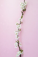 White flowering tree branchon the pink background.Top view. Spring background.