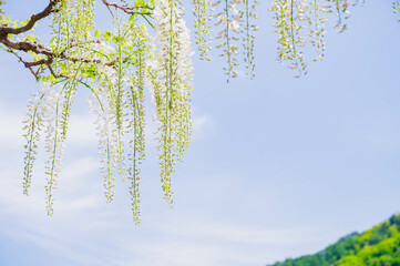 垂れ咲く白い藤