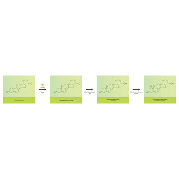 Diagram showing biosynthesis of active form of vitamin D - Calcitriol - via the kidneys and the liver - schematic molecular strcuture chemical illustration.