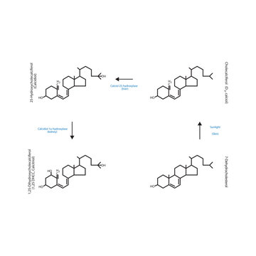 Diagram showing biosynthesis of active form of vitamin D - Calcitriol - via the kidneys and the liver - schematic molecular strcuture chemical illustration.