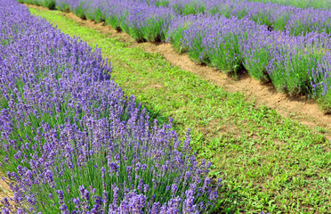intensive cultivation of fragrant lavender in the blooming lavender field
