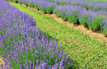 intensive cultivation of fragrant lavender in the blooming lavender field
