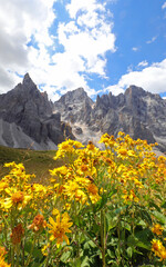 Fototapeta na wymiar mountain arnica flowers perfect as a natural ointment and anti-inflammatory
