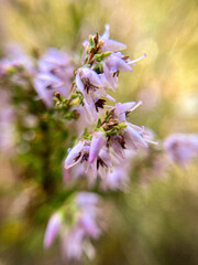 Delicate purple flowers of wild heather in a sunny summer forest. - 780749372