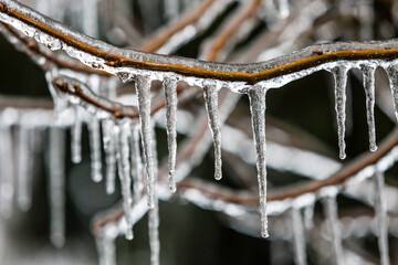 Closeup of icicycles hanging from branch coated in ice from winter storm. Ice cycles are sharp with...