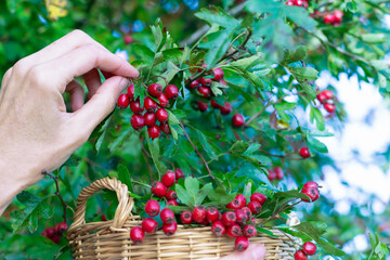 Woman picking ripe hawthorn into basket in garden, ripe hawthorn growing and hand picking it in green leaves background, hawthorn as medicinal plant concept
