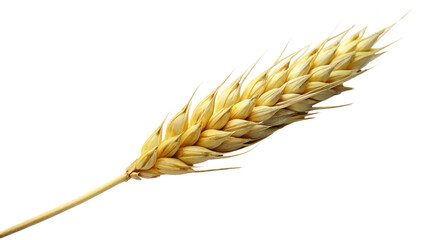 wheat isolated on transparent background