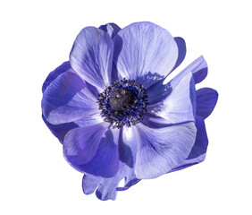 Blue Anemone flower blossom, close up, isolated image on transparent background