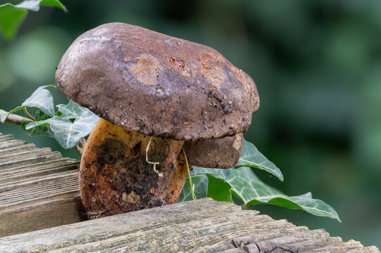 marone Pilz