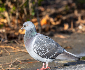 The common pigeon, known as Columba livia, is a urban bird with a plump body, small head and short legs. Its plumage varies widely, often featuring shades of grey, white, green and iridescent purple.
