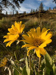 Arrowleaf Balsamroot yellow flowers in the field