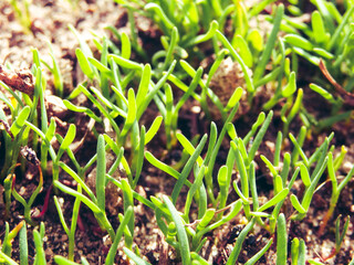 The first tender green sprouts of grass on the lawn in spring. Close-up.