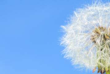 Dandelion on sky blue background. Copy space.