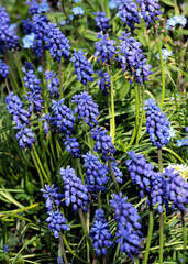 lila flowers of muscari plants at spring close up