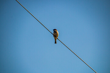 Sparrow sitting on wires against a blue sky