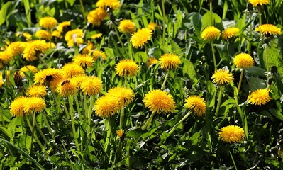 Yellow flowers of dandelions herb at spring