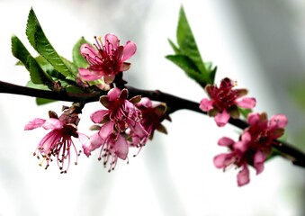 Pink flowers of peach tree at spring close up
