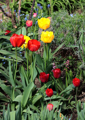 pretty colorful tulips as spring flowers close up - 780757131