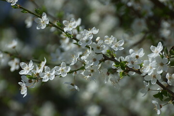 white flowers on a city street