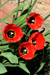 pretty colorful tulips as spring flowers close up - 780757151