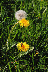 Yellow flowers of dandelions herb at spring - 780757166