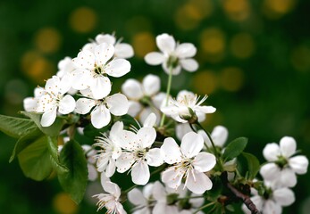Obraz na płótnie Canvas white flowers of wild cherry tree at spring