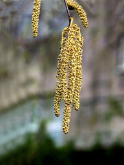 long catkins of blossoming birch tree - Betula Pendula tree at spring