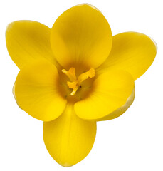 Naklejka na ściany i meble Beautiful yellow colored crocus blossom, close up isolated picture on transparent background