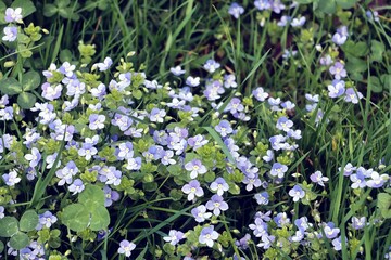 wild plant Veronica Chamaedrys with blue,small  flowers