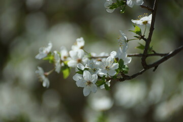 Obraz premium flowers