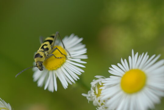 beattle on a camomile 