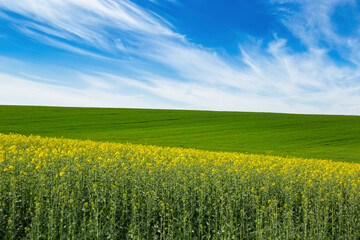 Green field and field with blooming colza under blue sky.