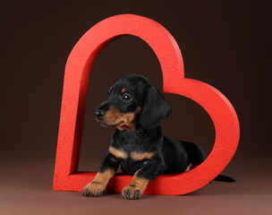 Cute little dachshund puppy with heart