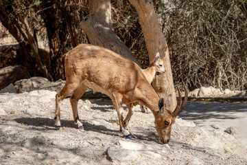 A female Nubian ibex and her kid. Nahal David National Park in the Judean Desert.