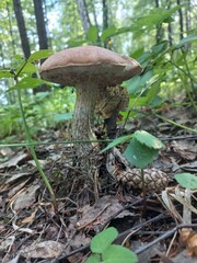 mushrooms in the forest