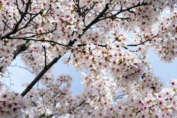 Cherry tree in blossom captured in low angle view against the sky. The branches are densely covered by white pink flowers with focus on the foreground. Suitable as seasonal background. 