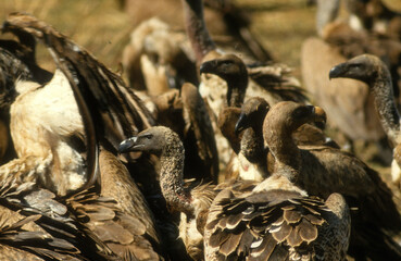 Vautour de Rüppell,.Gyps rueppelli , Rüppell's Vulture, Vautour africain,.Gyps africanus, White backed Vulture, Parc national du Serengeti, Tanzanie
