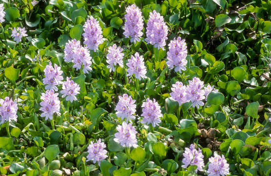 Eichhornia crassipes, Jacinthe d'eau