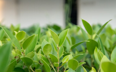 Lush Green Leaves of a Healthy Ficus Plant