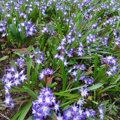 Purple Chionodox close-up. First spring flowers.