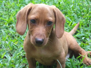 portrait of a dachshund puppy