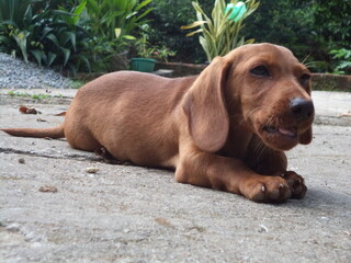 dachshund dog on the sand