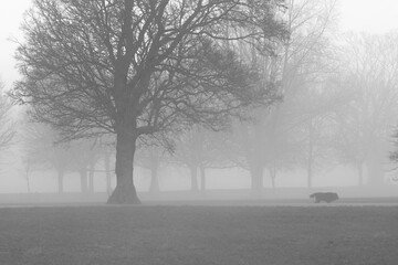 Naklejka premium Lonely dog in a Foggy park in the morning in London